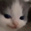 Cat_Smug