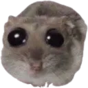 sadhamster
