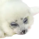 sleap2