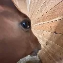 sideeyehorse