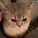grr grr