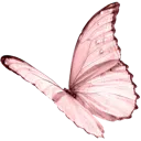 1_IEF_pinkfly 1_IEF_pinkfly
