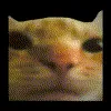catsplode