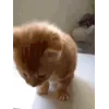squish