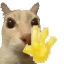 cat_wave