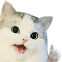 catthumbsup