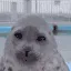SC2_Seal_Scorned