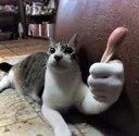 catthumbsup