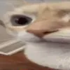 catstare1