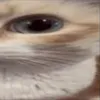 catstare2