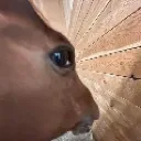 honsus