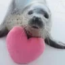 SC2_Seal_heart SC2_Seal_heart
