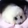SC2_Seal_blop