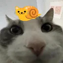 snailwire snailwire