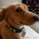 Cap_Dog2