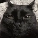 catstare