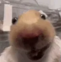 78catgif2