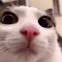 Cat_Stare