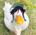 ducktanner ducktanner