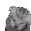 CatVoices CatVoices