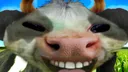 xddcow