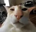 guh