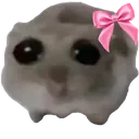 coquette