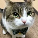 catpremiumquality