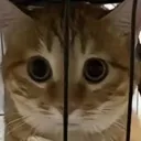 scaredcat