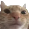 CatStare