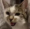 Poppy_Go_Eep