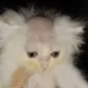 Bagel