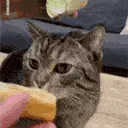 catburger