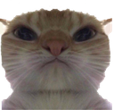 Discord Emote catstare: