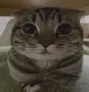 catv2