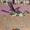 MarqDead