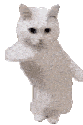 catcat_dance