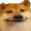 shiba shiba