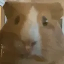guineapig2