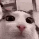 plink