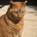 nikkocat