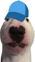 wufcap wufcap