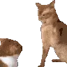 dumbstupiddumb dumbstupiddumb