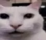 gato gato
