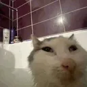 guh