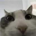 hm