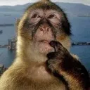 monkeythink monkeythink
