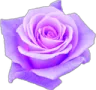 purple_flower