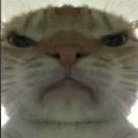CATMAD CATMAD