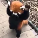 redpanda